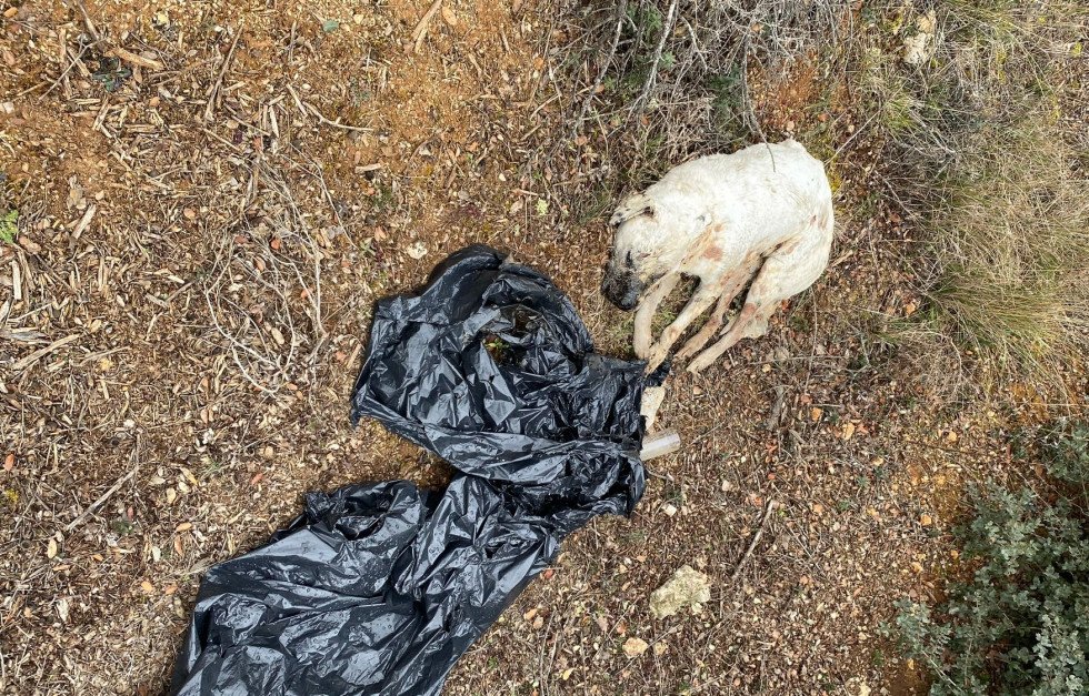 Perro muerto  valle de cerrato baltanas