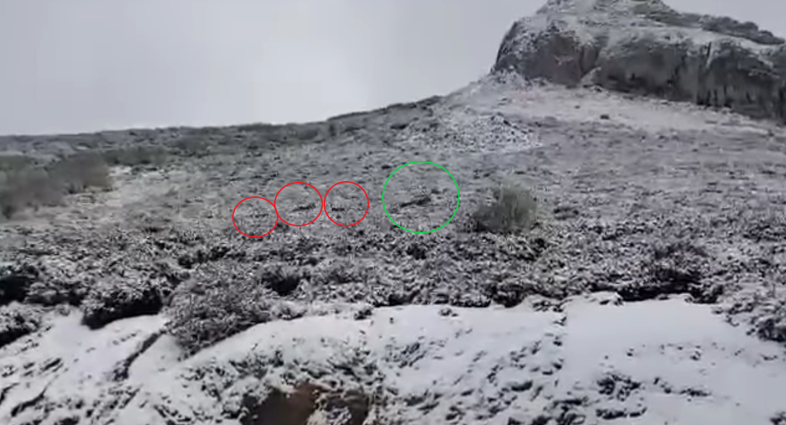 Lobos venado 