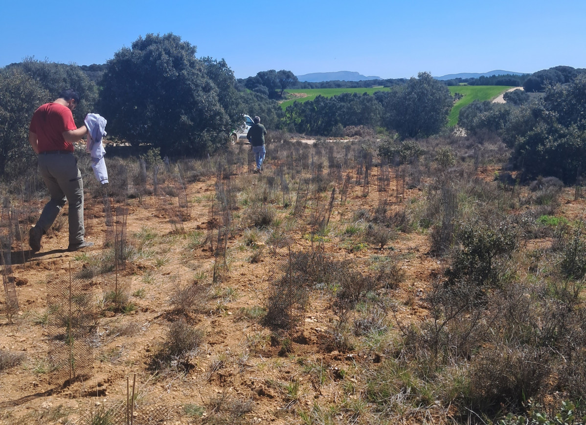 Plantacion herbaceas geoparque las loras