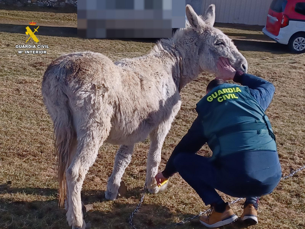 Burro abandonado castrejon guardia civil