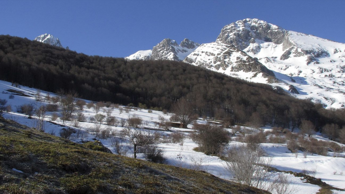 Pico cervunal marau00f1a cabau00f1as patagonicas