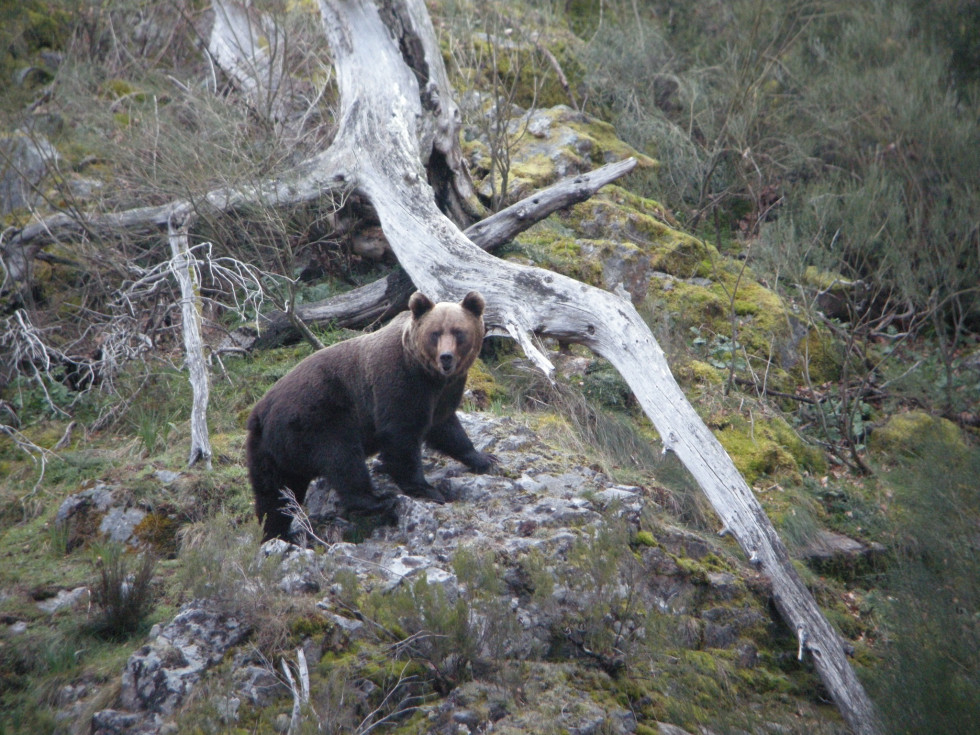 Oso pardo