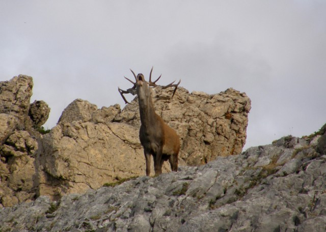 Berrea4 1