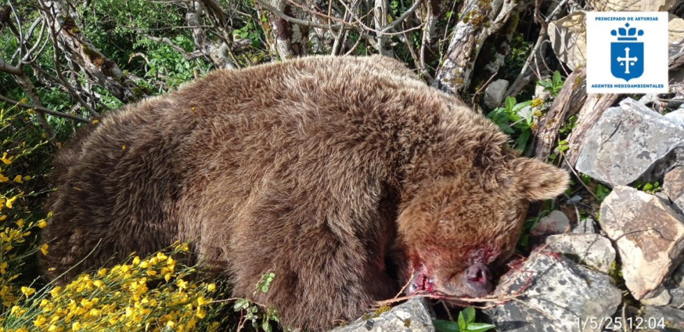 Oso despeñado asturias