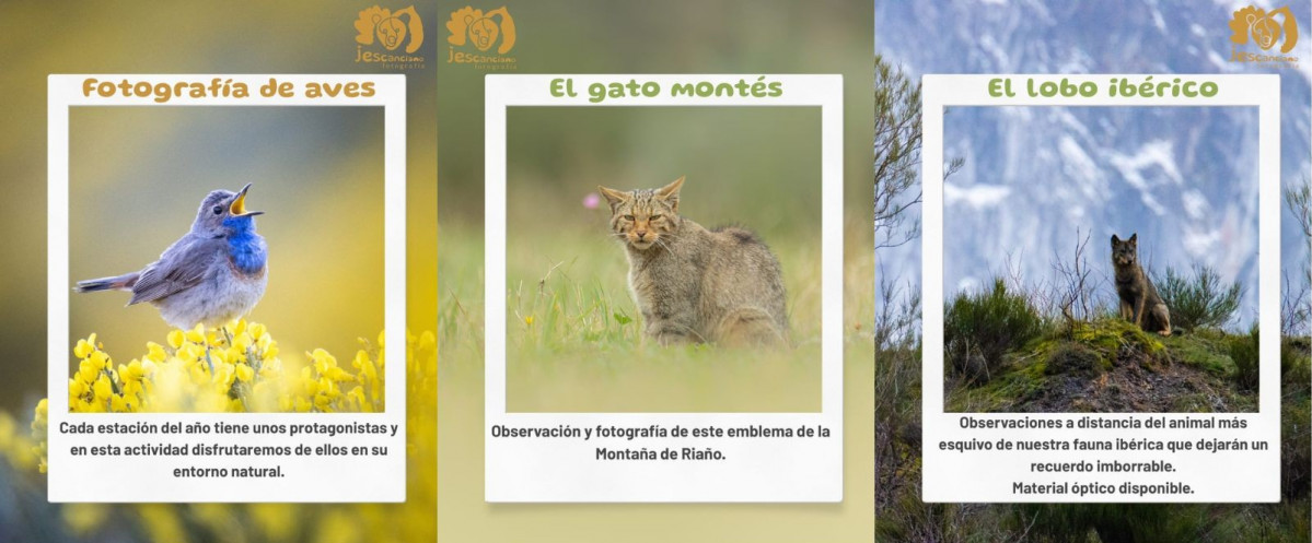 Fotografia y observacion de fauna jorge escanciano (2)
