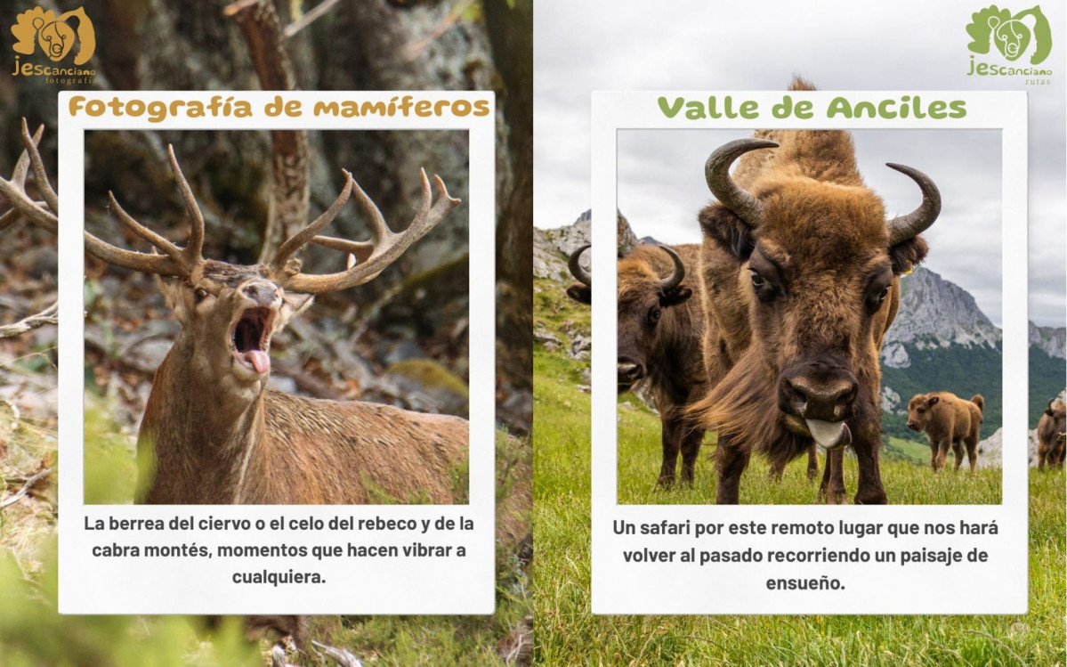Fotografia y observacion de fauna jorge escanciano (3)