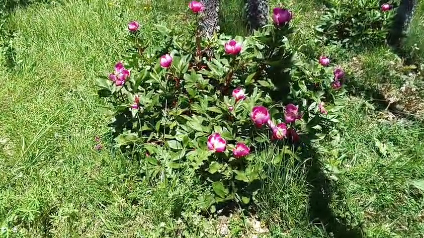 Peonias rebollares del cea valdavida