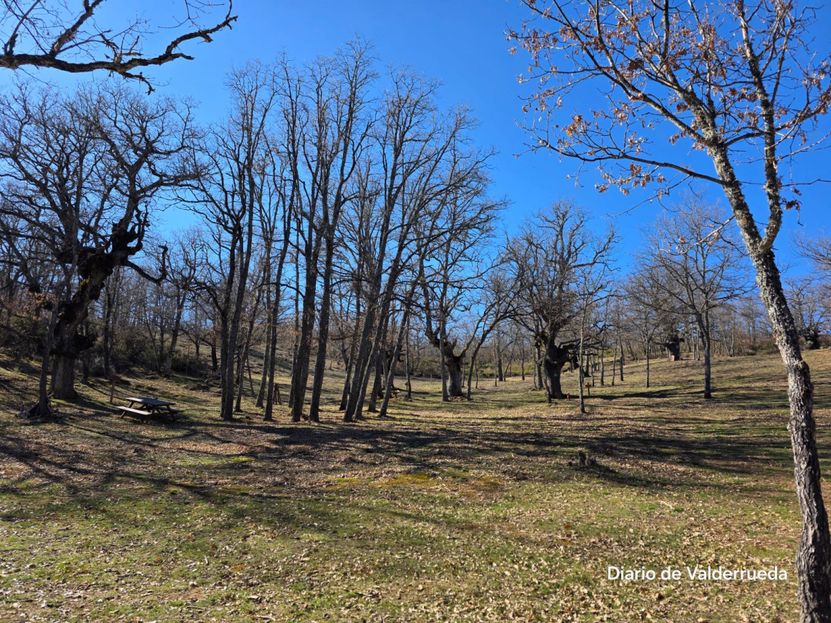Bosque de los enanitos almanza (2)