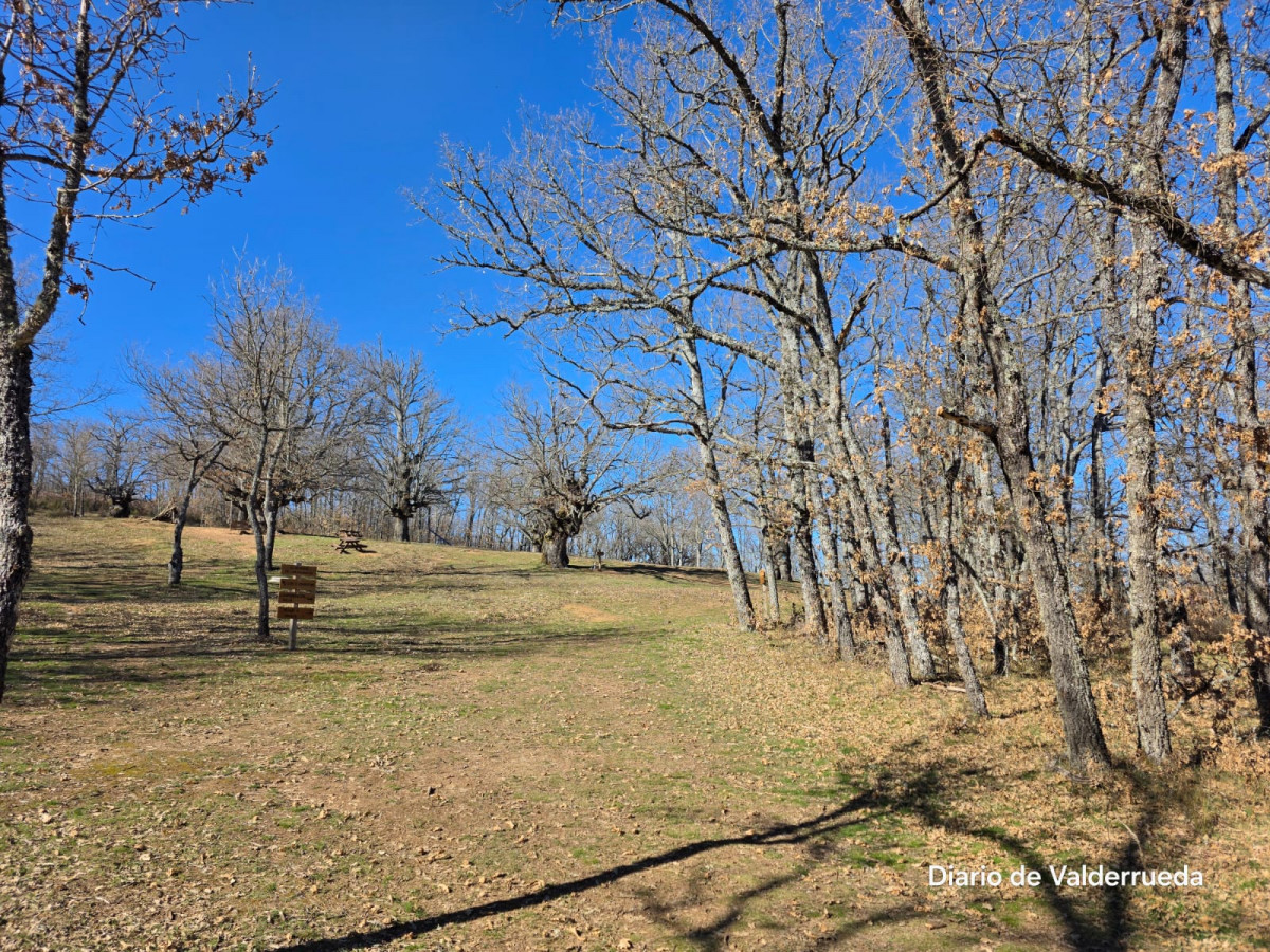 Bosque de los enanitos almanza (3)