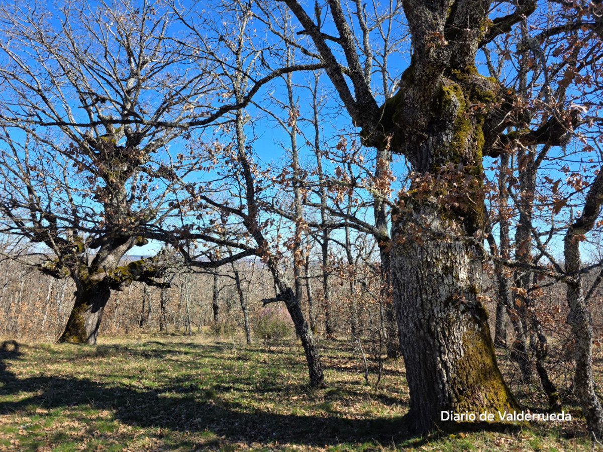 Bosque de los enanitos almanza (2)
