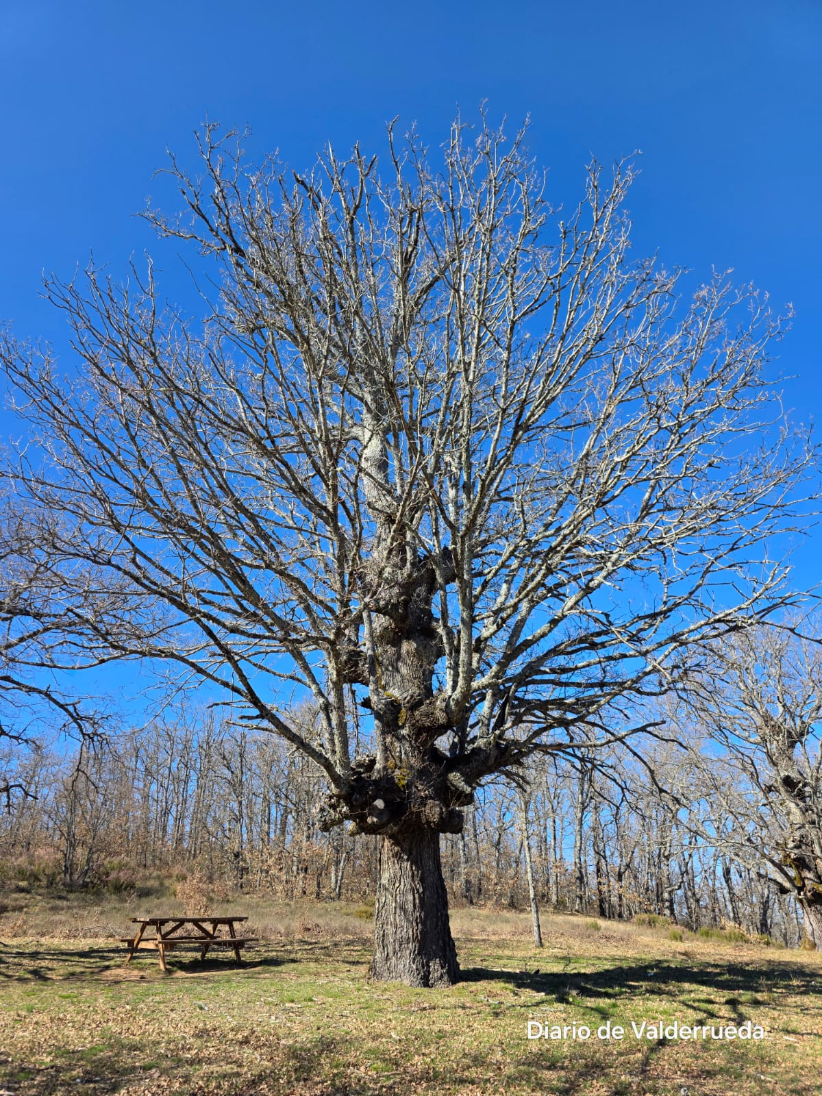 Bosque de los enanitos almanza (2)