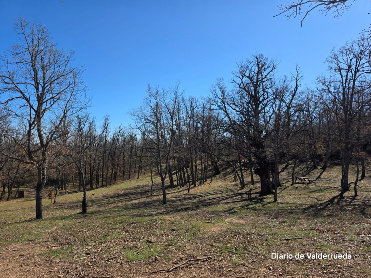 Bosque de los enanitos almanza (3)