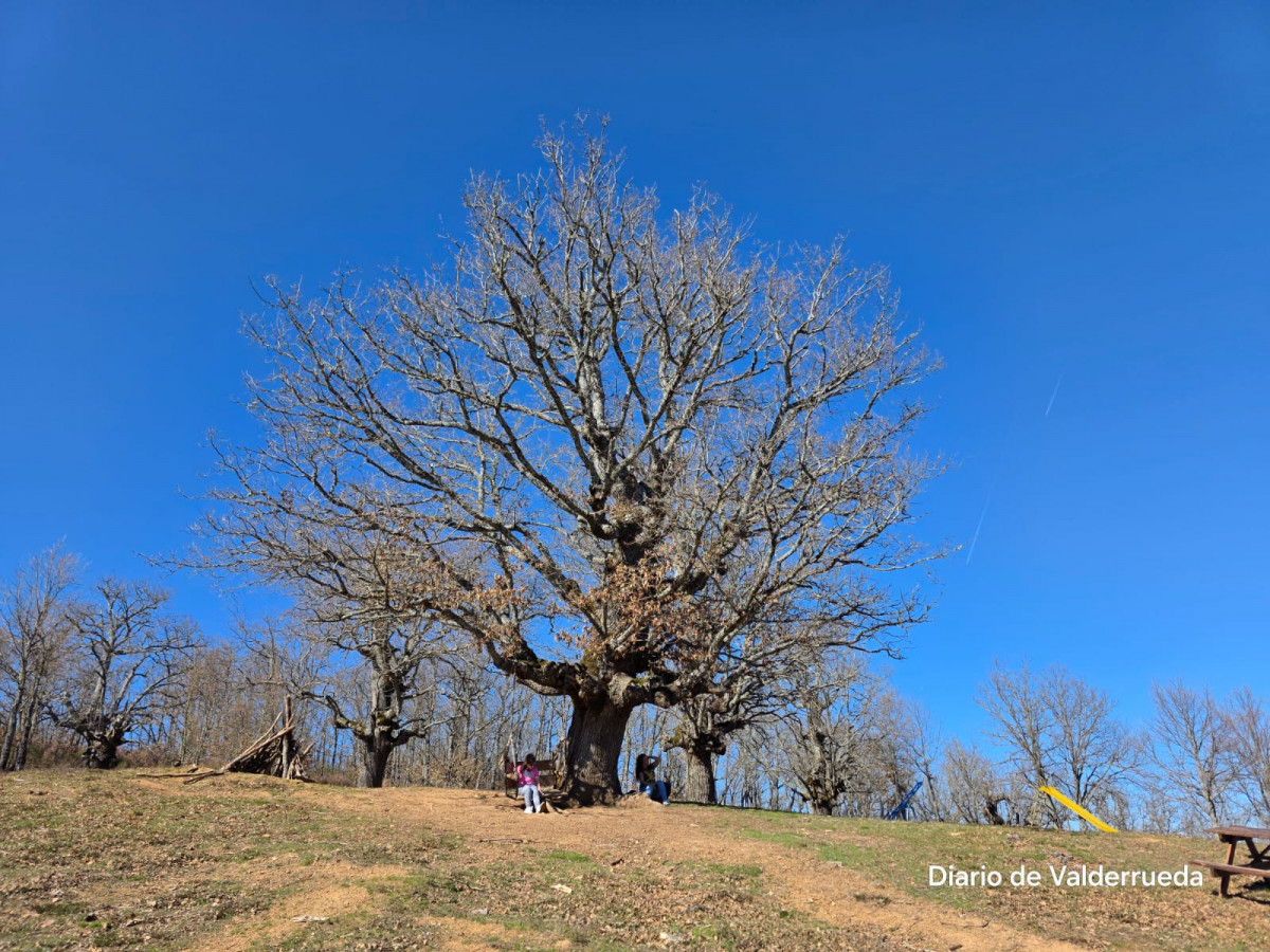 Bosque de los enanitos almanza (4)