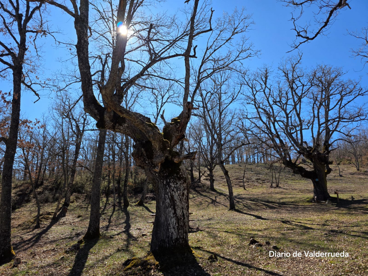 Bosque de los enanitos almanza (5)