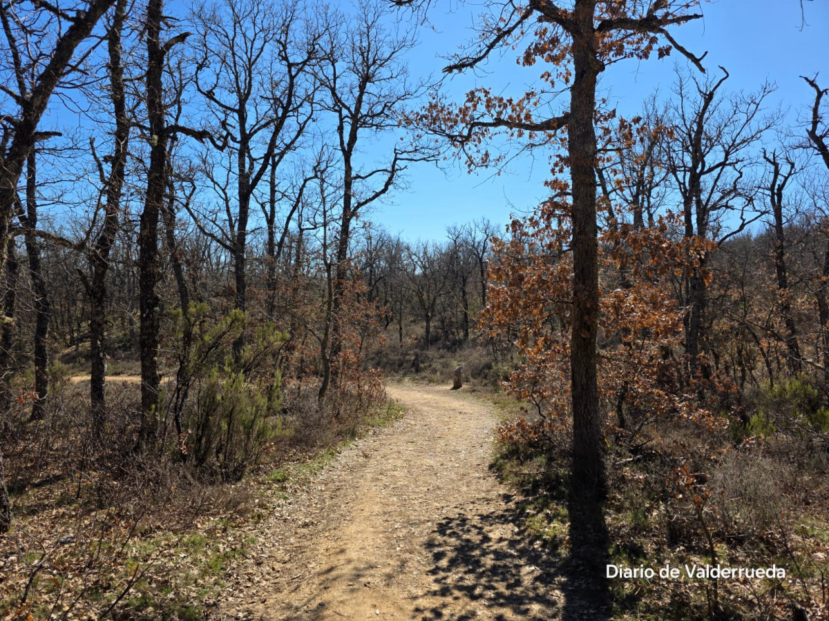 Bosque de los enanitos almanza (1)