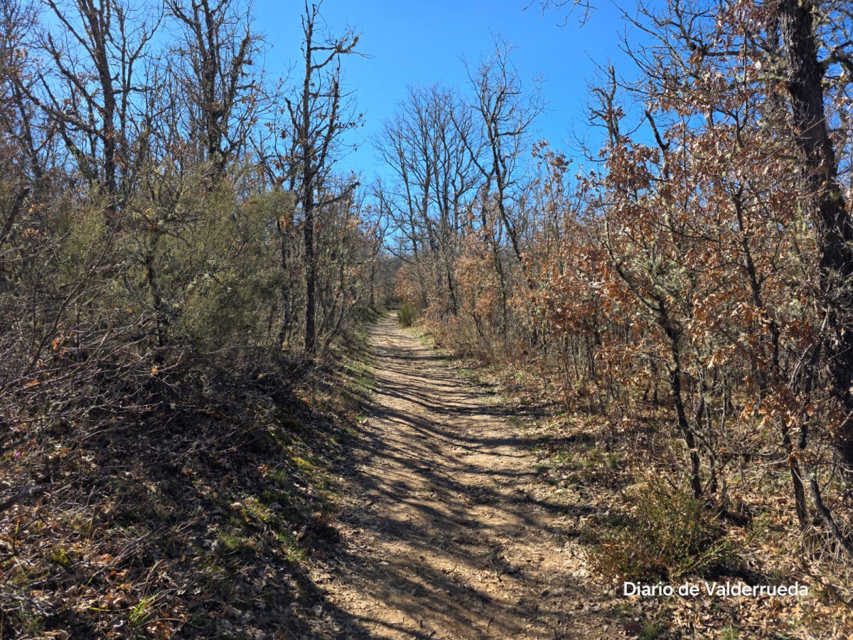 Bosque de los enanitos almanza (2)