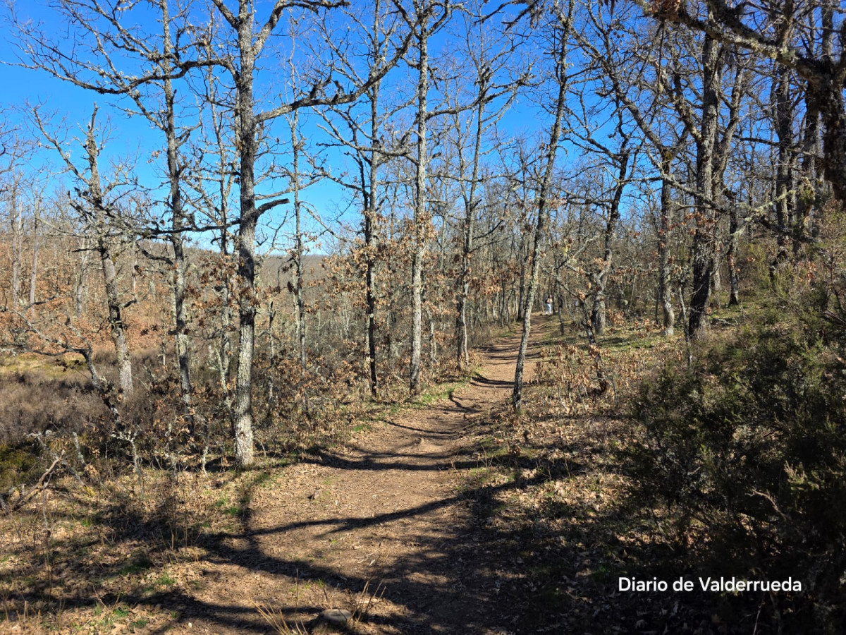 Bosque de los enanitos almanza (3)