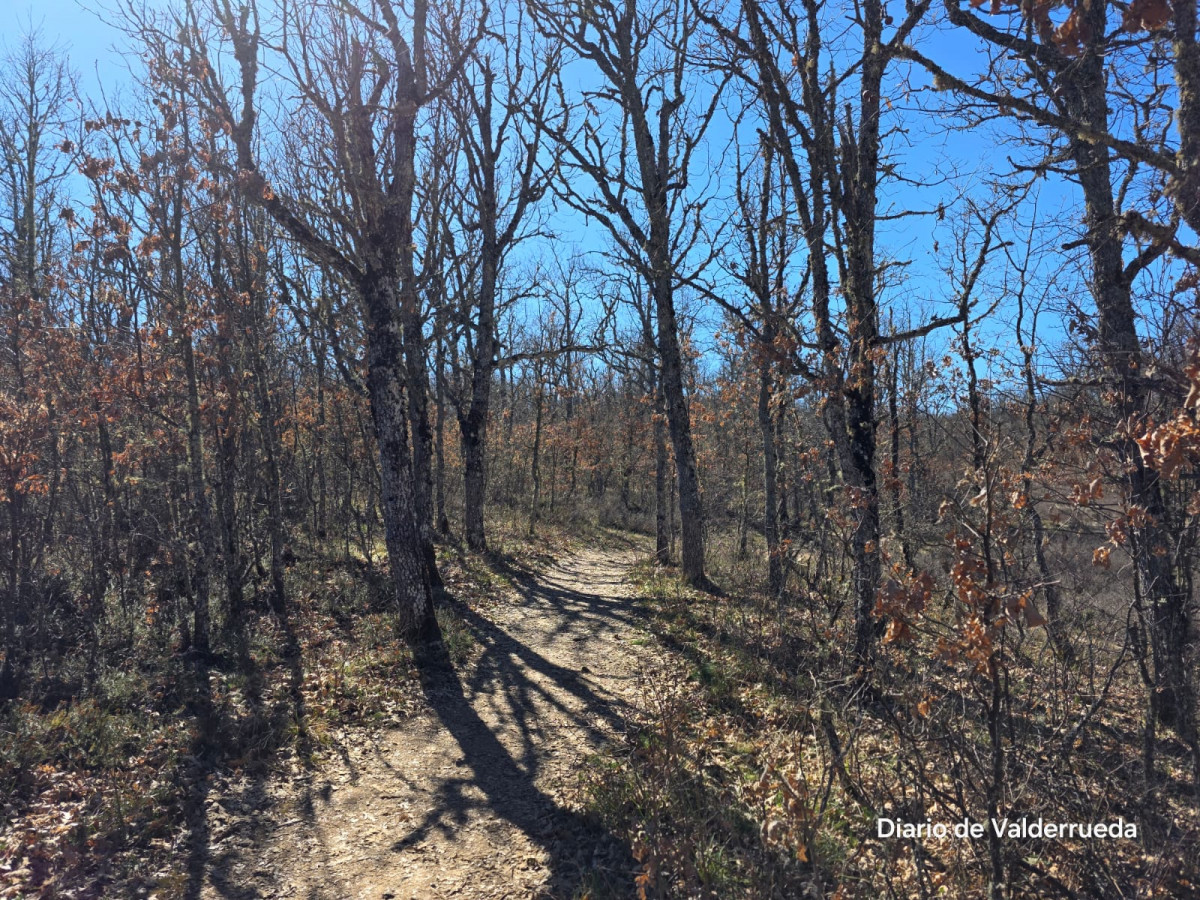 Bosque de los enanitos almanza (3)