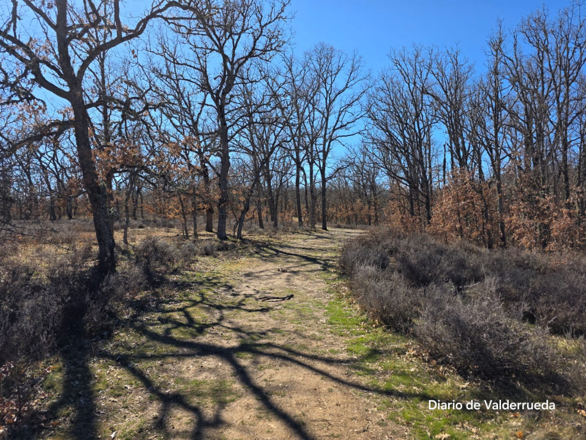 Bosque de los enanitos almanza (4)