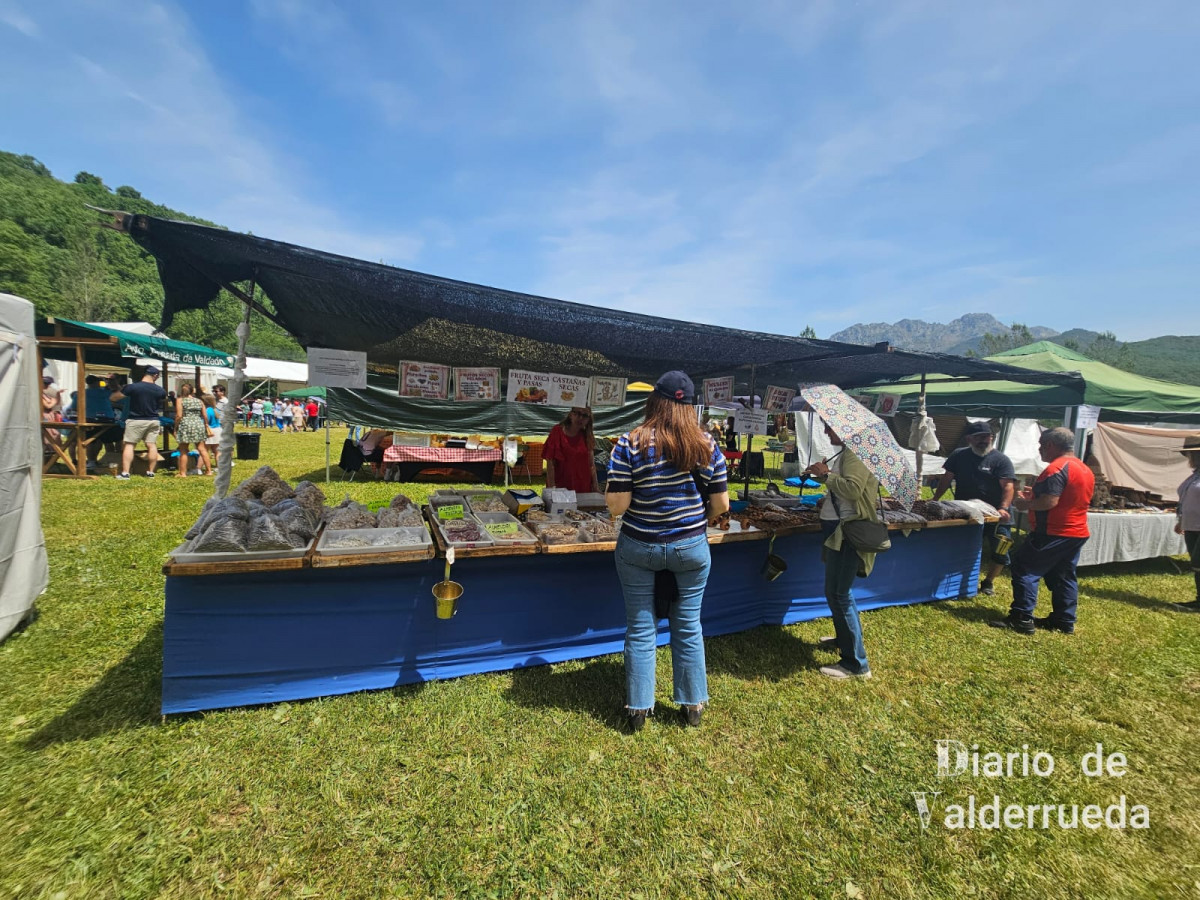 Feria de raza parda de montaña cremenes 2025 DDV 43