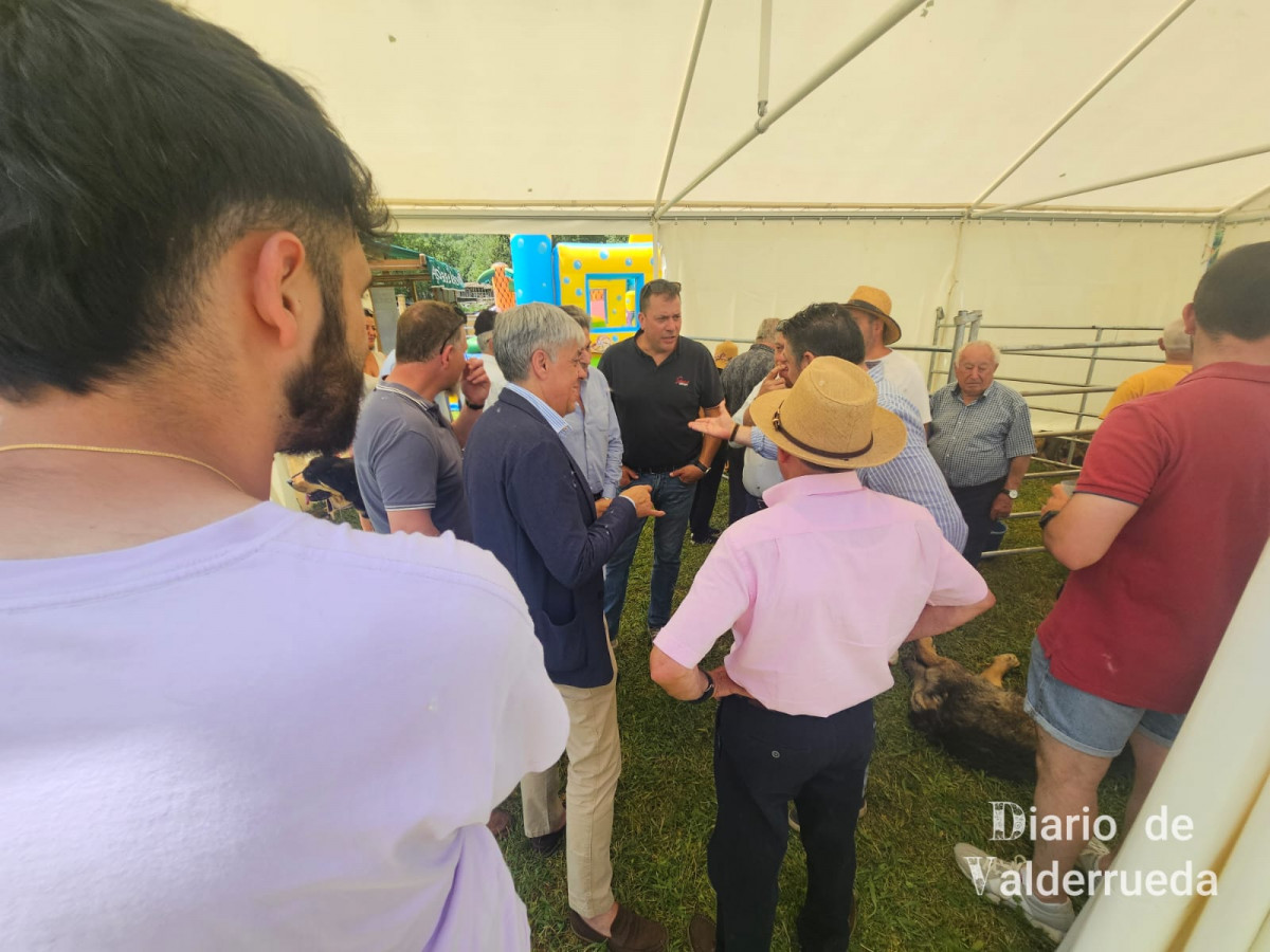 Feria de raza parda de montaña cremenes 2025 DDV 39