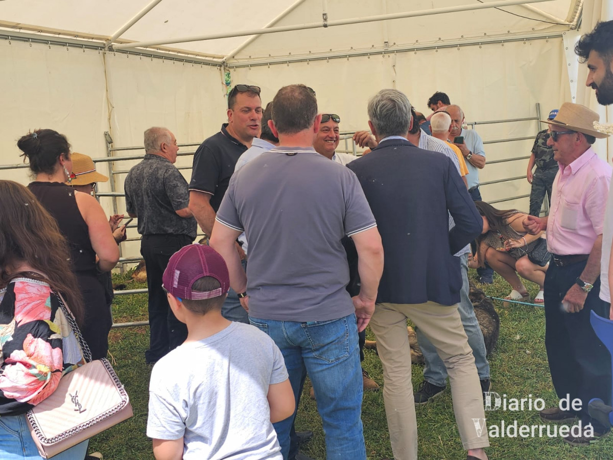 Feria de raza parda de montaña cremenes 2025 DDV 38