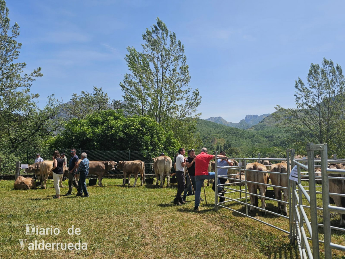 Feria de raza parda de montaña cremenes 2025 DDV 34