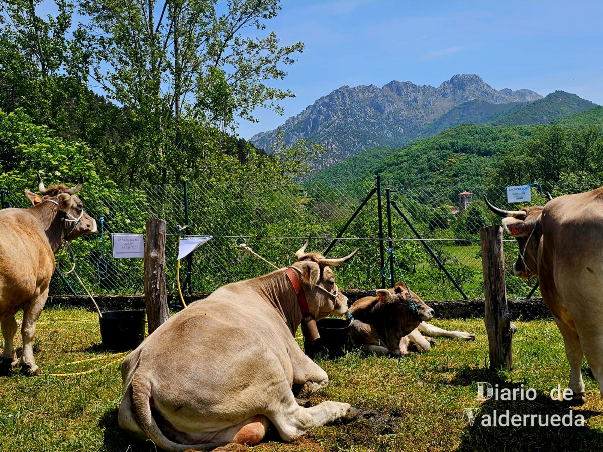 Feria de raza parda de montaña cremenes 2025 DDV 31