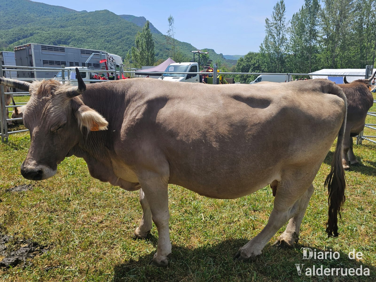 Feria de raza parda de montaña cremenes 2025 DDV 30