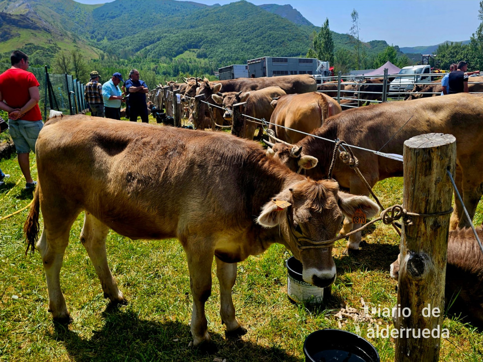 Feria de raza parda de montaña cremenes 2025 DDV 29