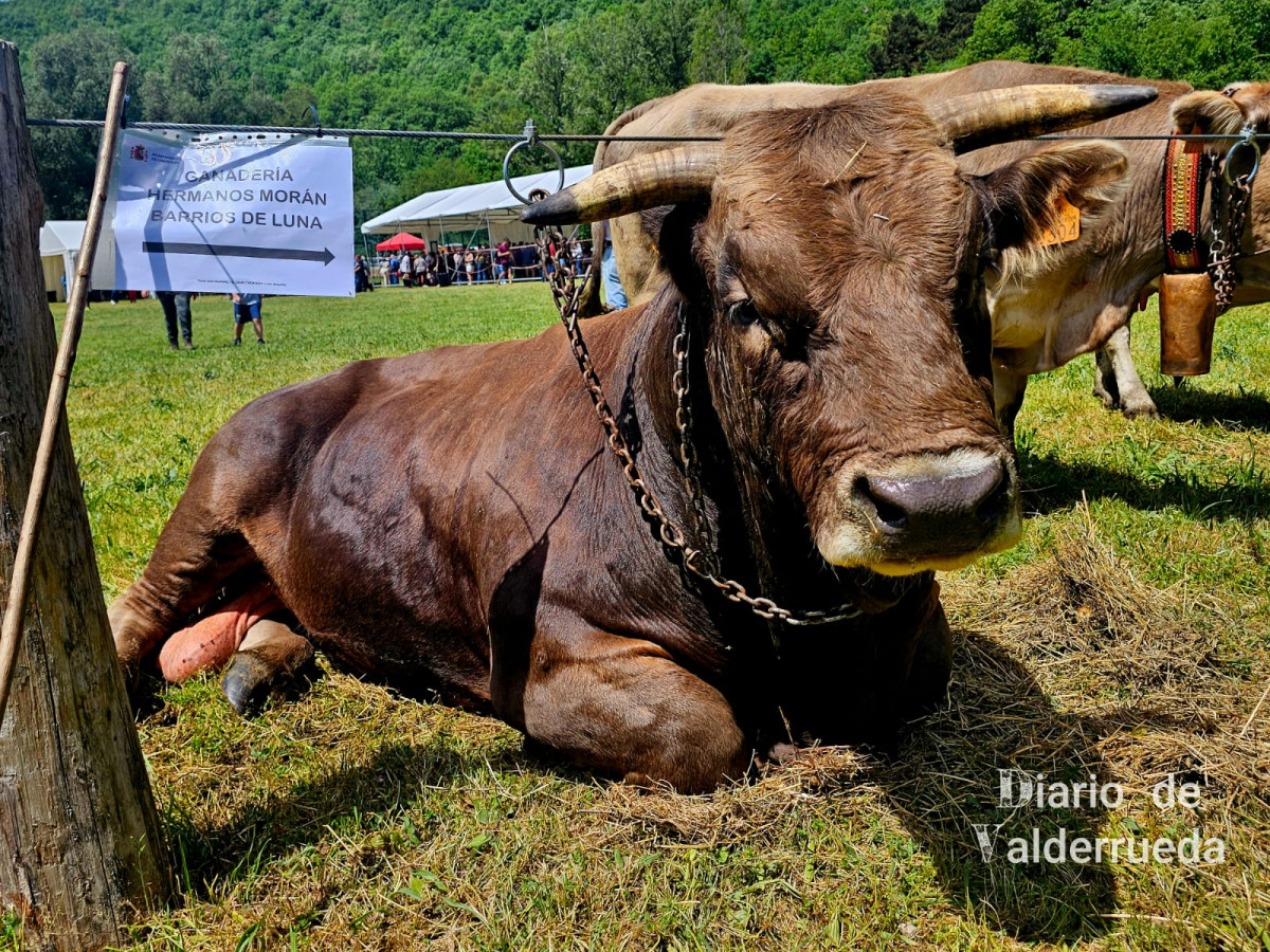 Feria de raza parda de montaña cremenes 2025 DDV 28