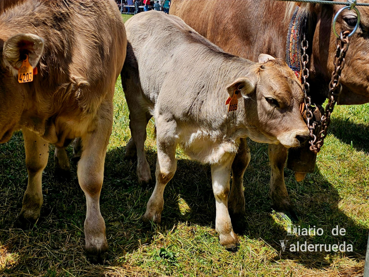 Feria de raza parda de montaña cremenes 2025 DDV 27