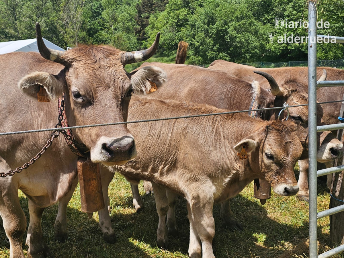 Feria de raza parda de montaña cremenes 2025 DDV 26