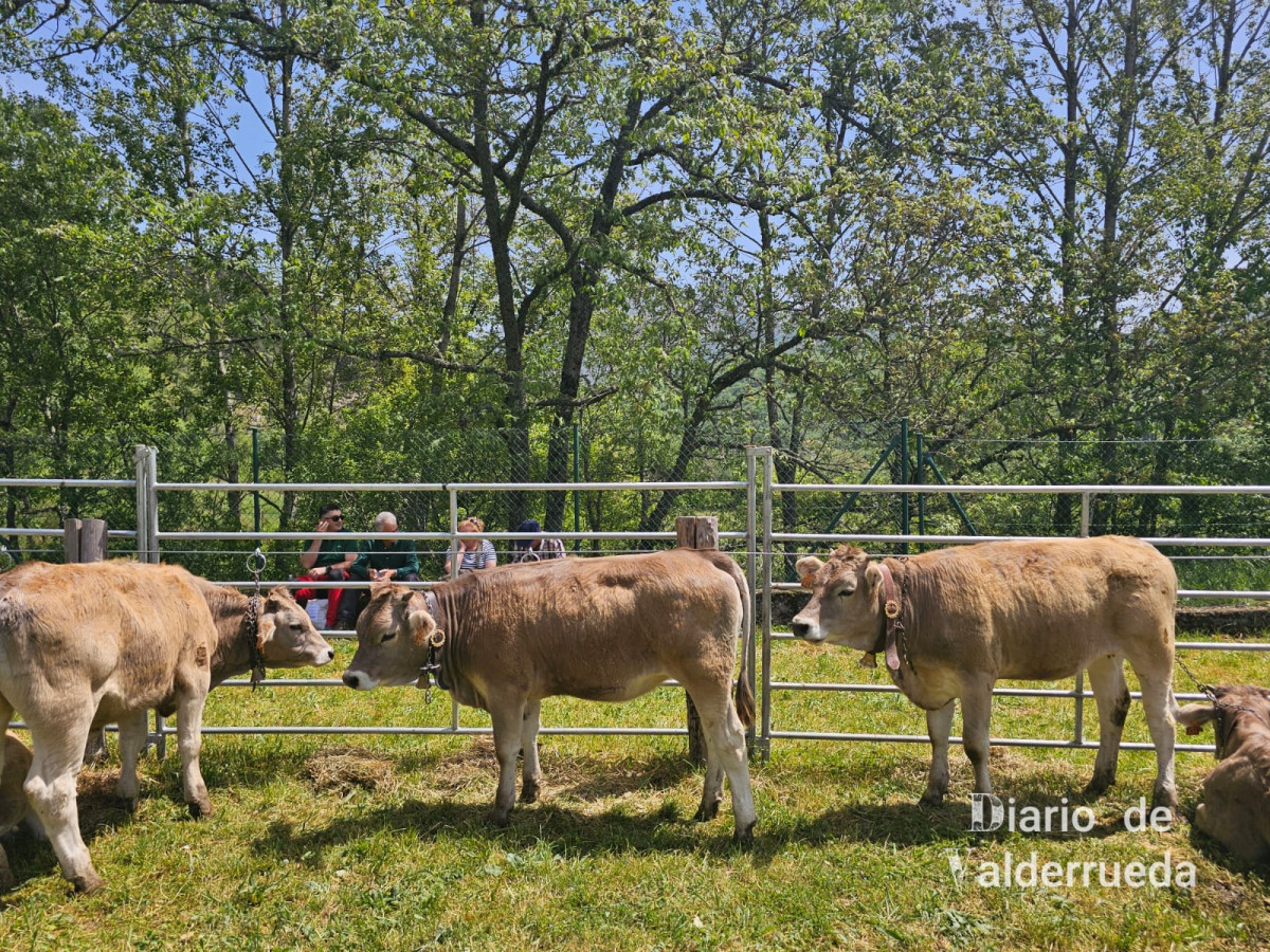 Feria de raza parda de montaña cremenes 2025 DDV 25