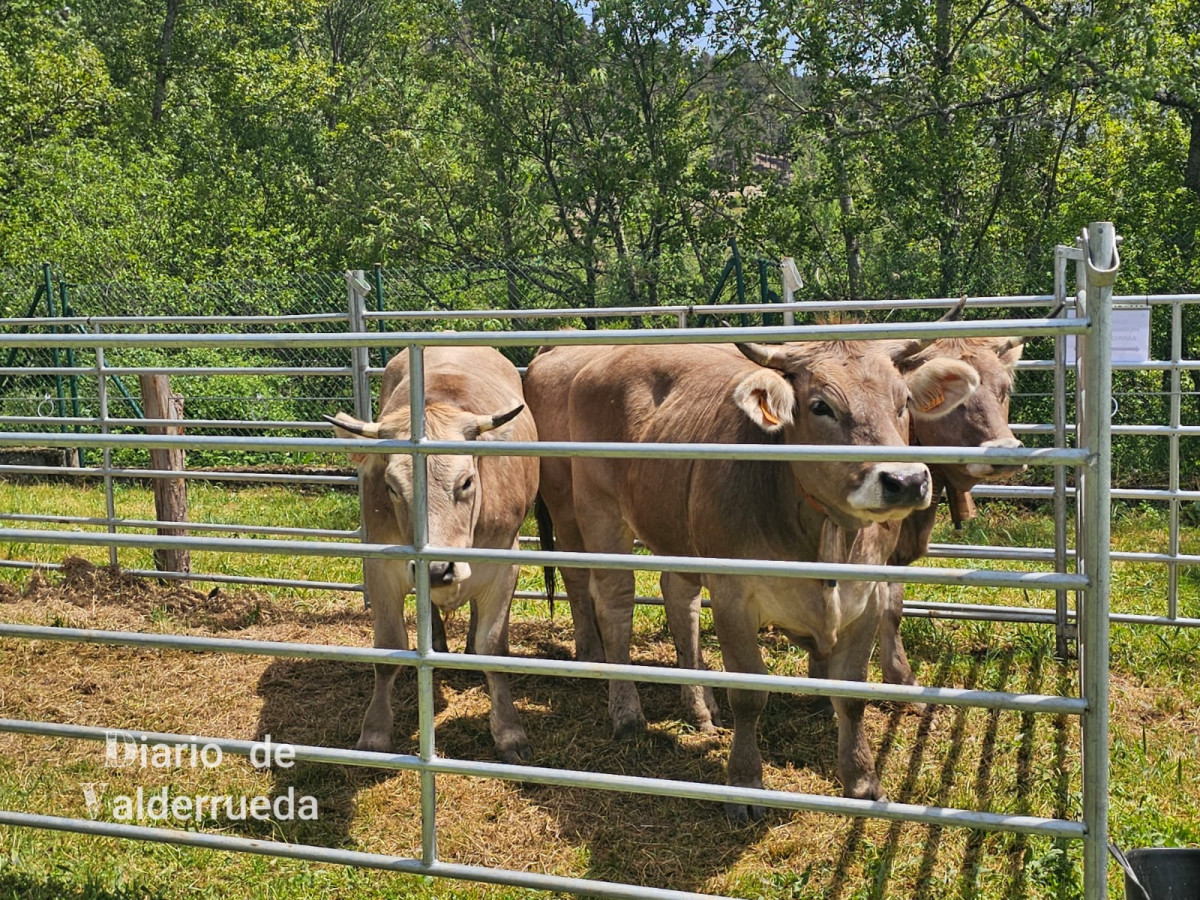 Feria de raza parda de montaña cremenes 2025 DDV 24