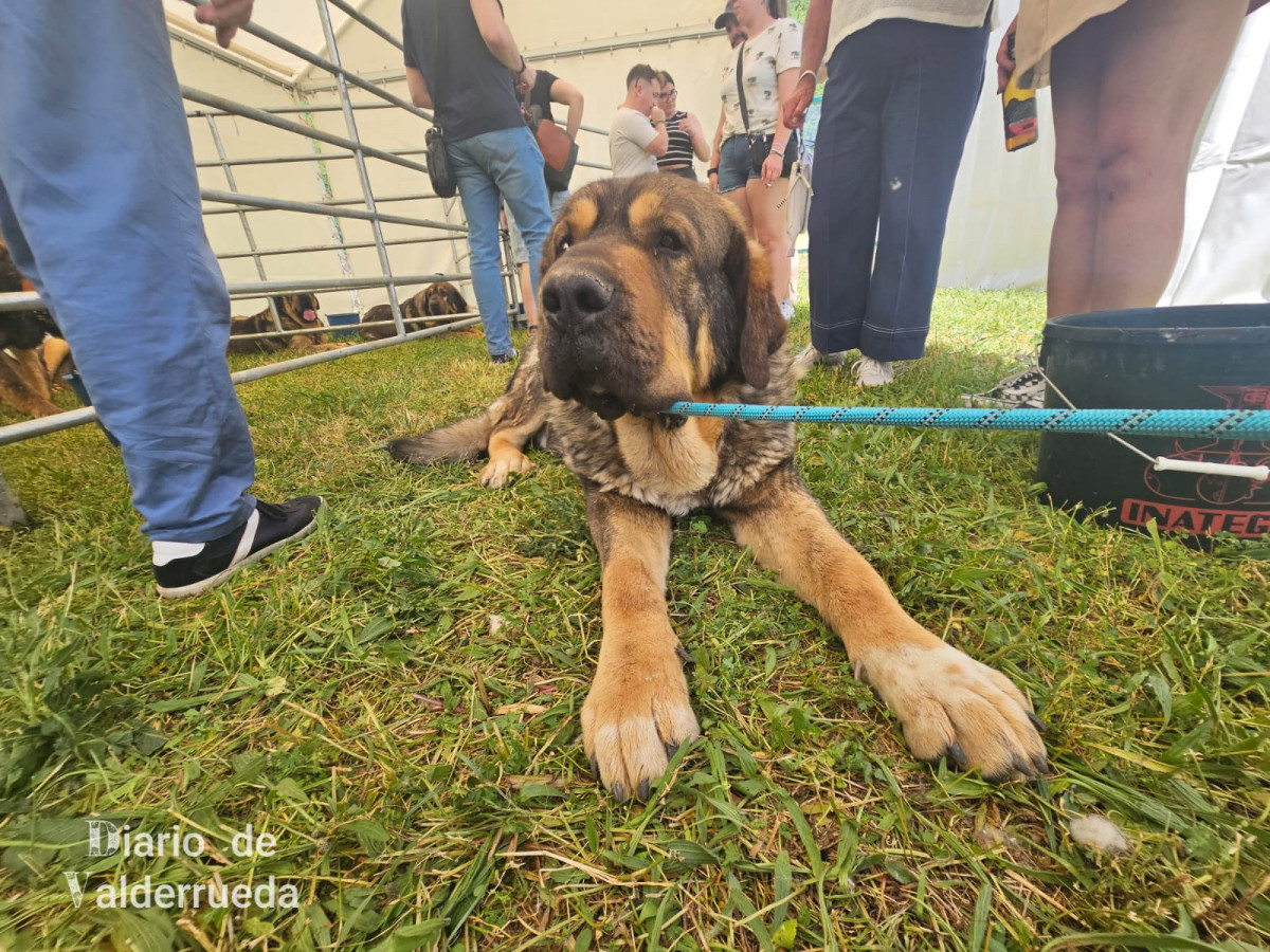 Feria de raza parda de montaña cremenes 2025 DDV 16