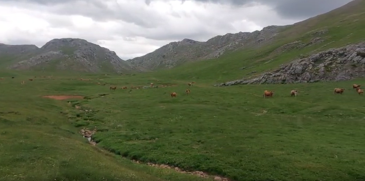 Vacas asturianas puerto de pinos babia