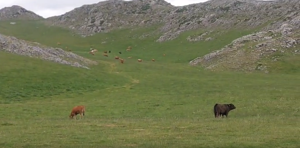 Vacas asturianas puerto de pinos babia (2)