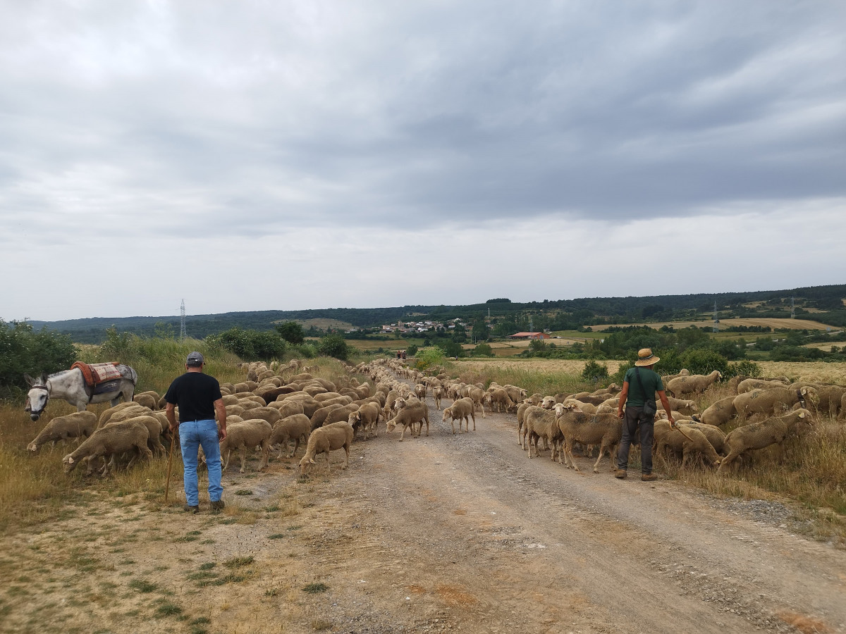 Trashumancia el valle 2025