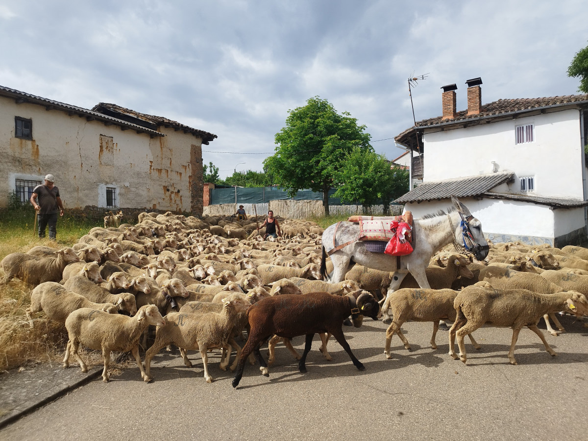 Trashumancia el valle 2025 (2)