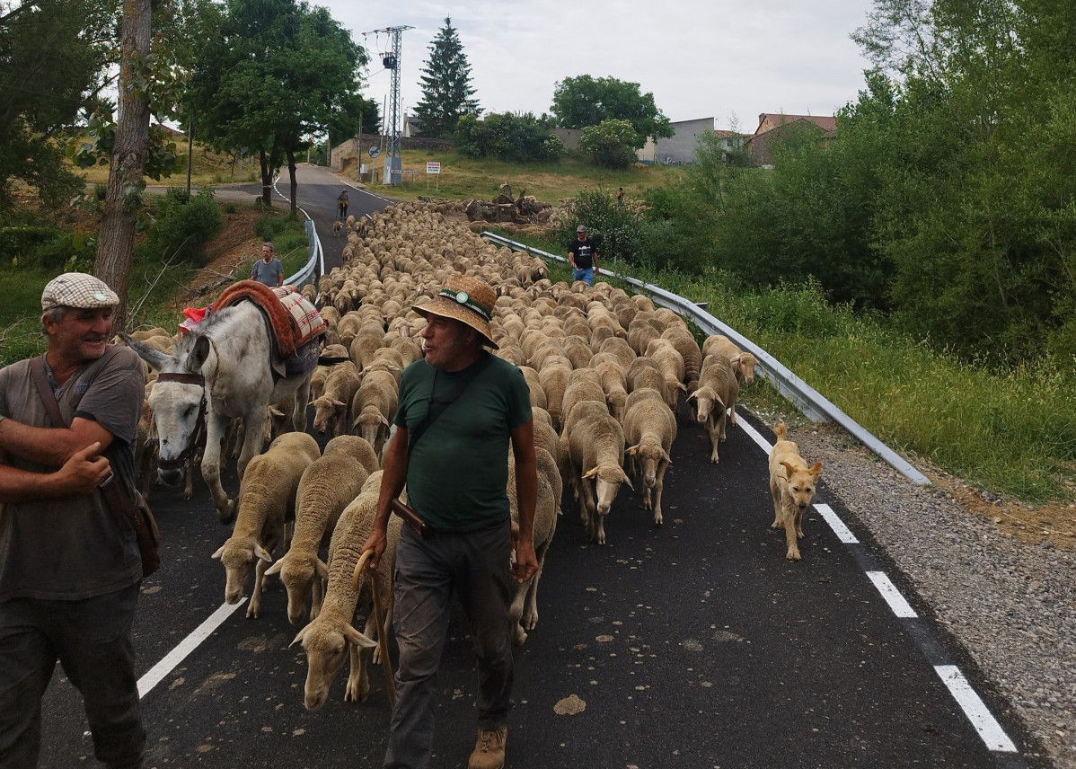 Trashumancia el valle 2025 (2)