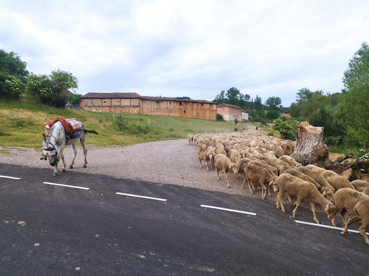 Trashumancia el valle 2025 (2)