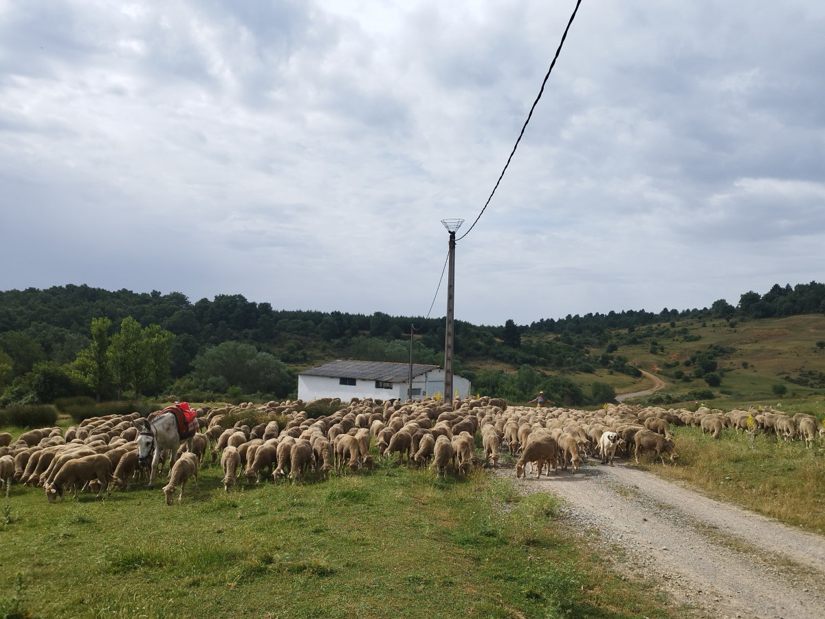 Trashumancia el valle 2025 (2)