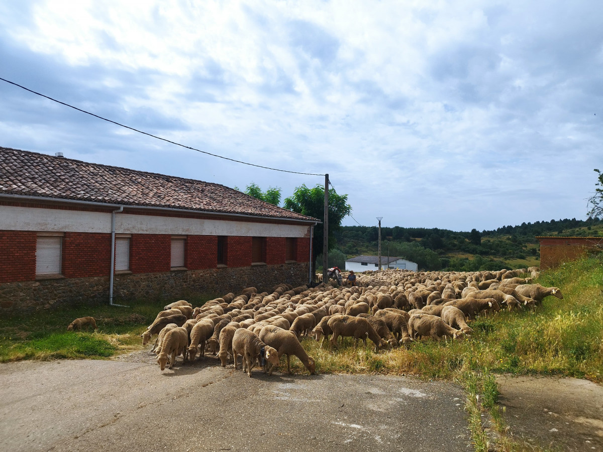 Trashumancia el valle 2025 (2)