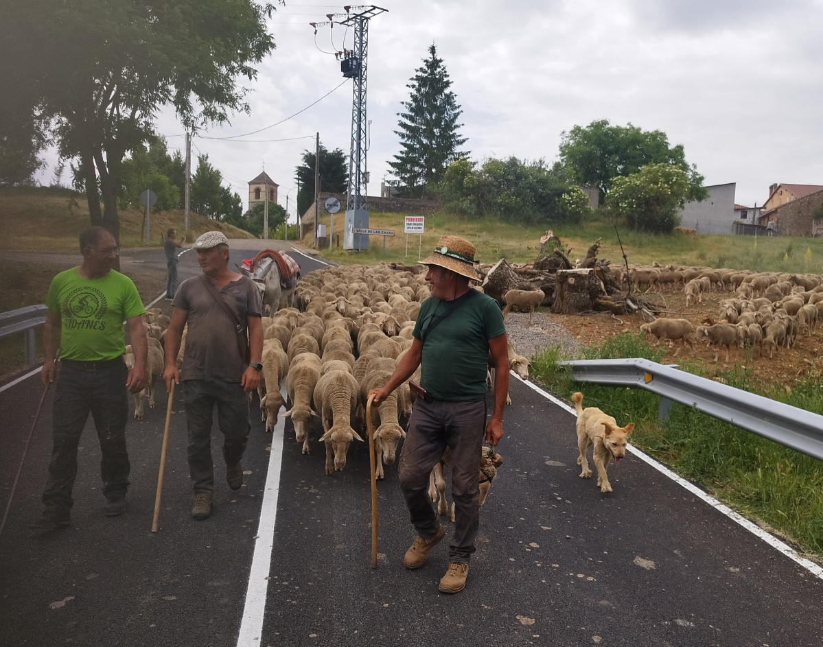 Trashumancia el valle 2025 (3)