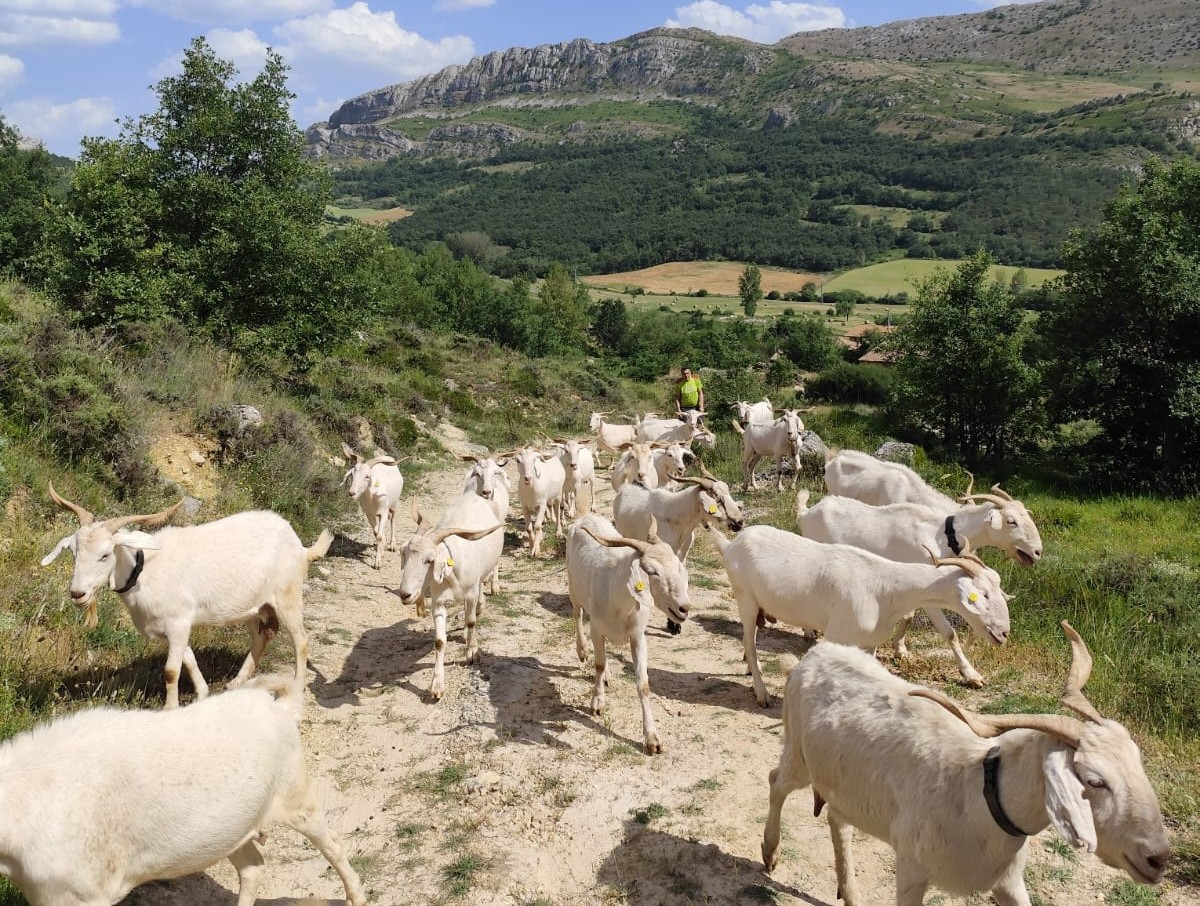 Cabras geoparque las loras