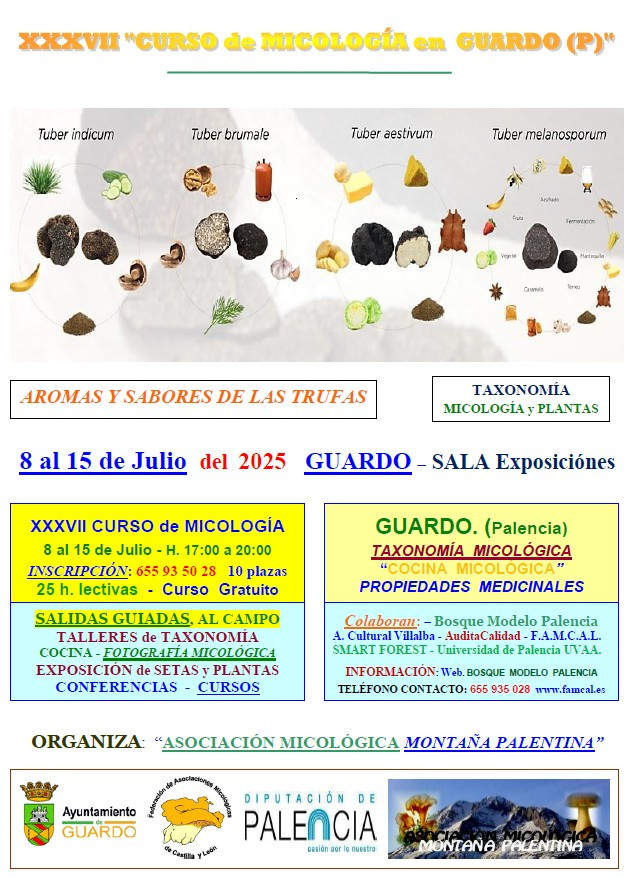 Cartel curso mico