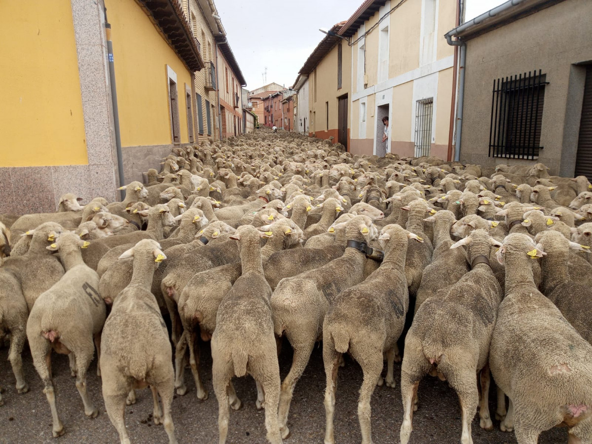 Trashumancia francisco morgado