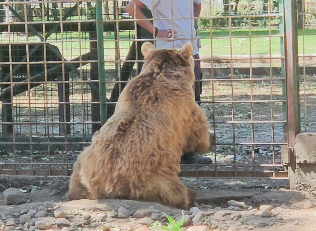 Pacma osos ponderoso y luna coto escolar (3)