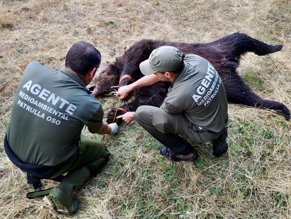 Oso muerto lazo furtivo fundacion oso pardo
